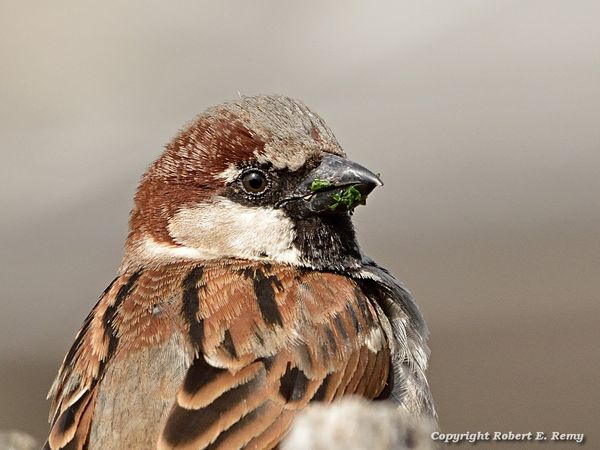 Male House Sparrow...