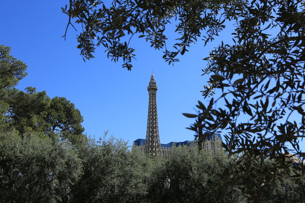 Eiffel Tower from the Bellagio...