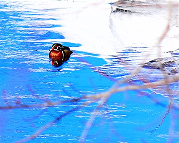 a male Wood Duck...