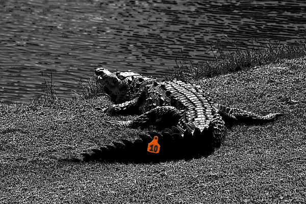 American Crocodile in Florida...