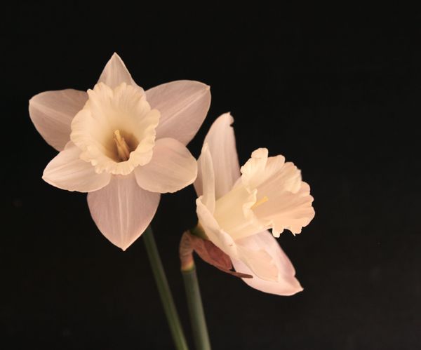 White Daffodils...