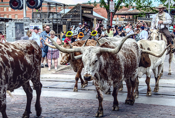 Ft. Worth Stockyards Cattle drive......