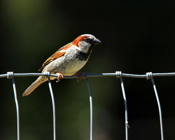 Sparrow on wire...