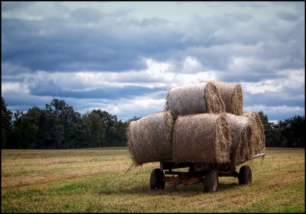 The Hay Cart...