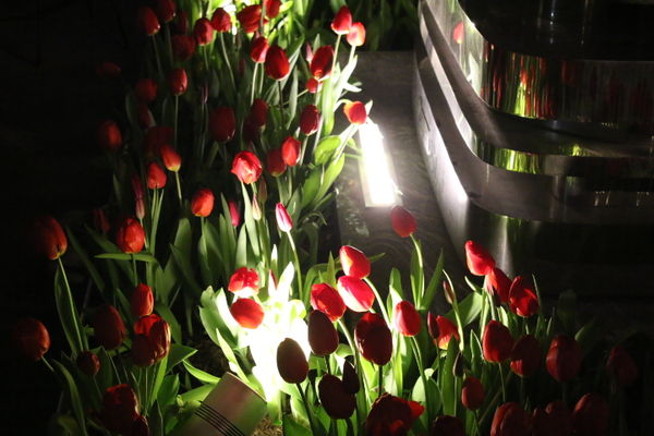 Tulips in the twilight....