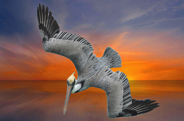 Photoshopped Florida Pelican...
