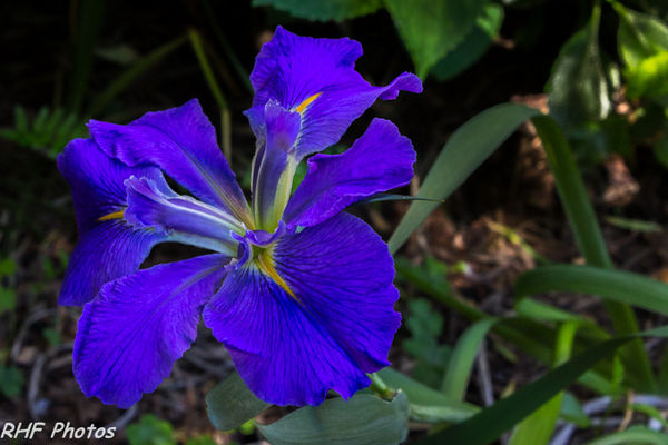 Blue Iris Closeup...