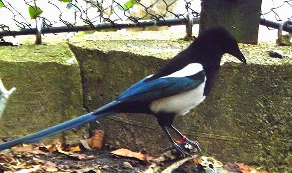 magpie moved again but I got him....