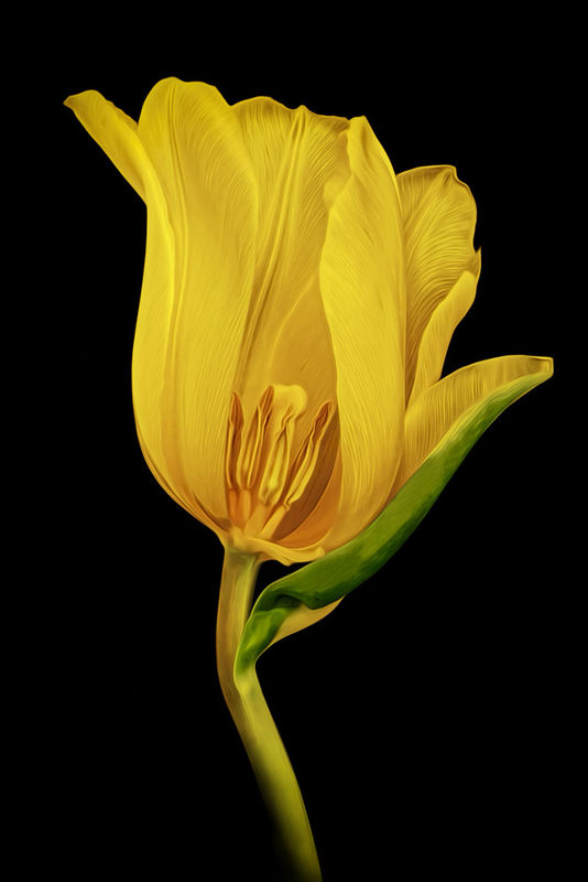 "Disected" Yellow Tulip...