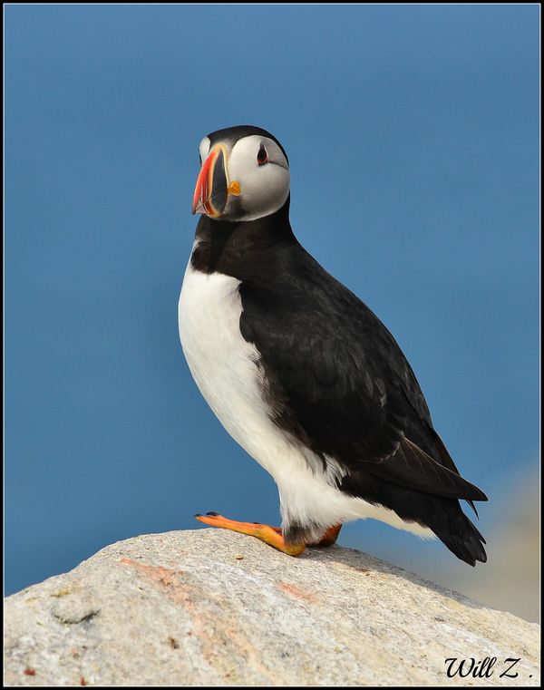 Another Puffin...