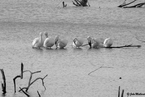 White Pelicans...