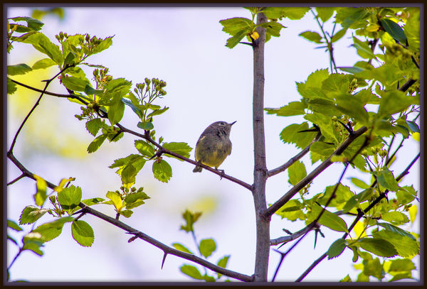 2. I think this is a yellow rumped warbler....