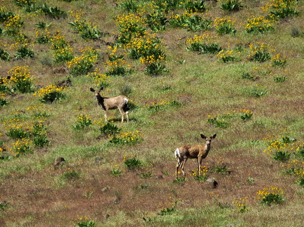 5. Deer further up the hill keeping a close eye on...