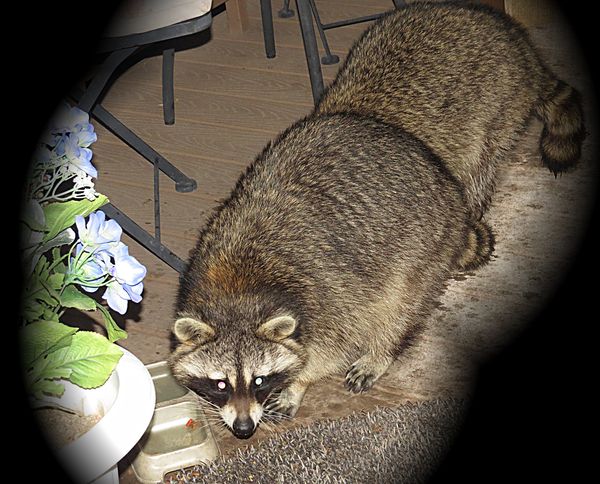 The smaller coon at the back seems to have a broke...