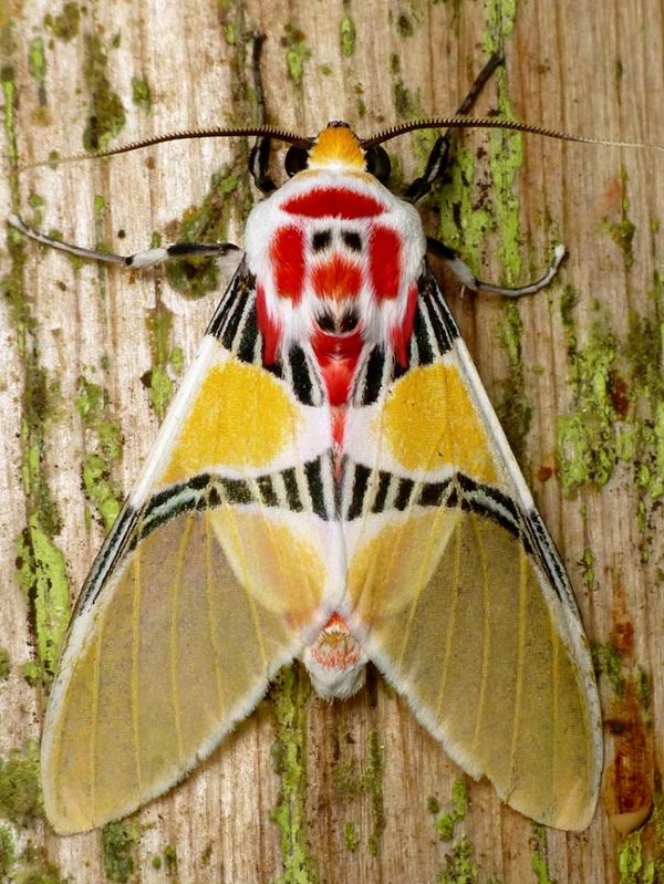 Clown face on moth...