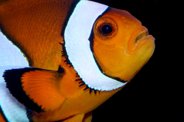 Clownfish 3400K, f/14, 1/250 sec ISO 200...