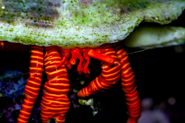 Halloween Hermit Crab 4100K, f/14, 1/250 sec, ISO ...