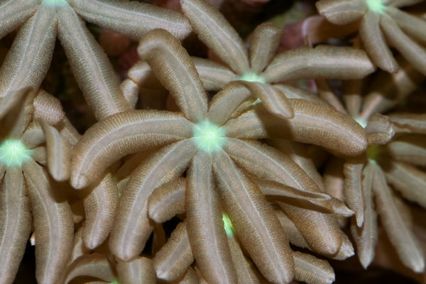 Daisy Polyp Coral 4100K, ISO 100, f/14, 1/250 sec...
