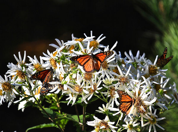 Monarch Butterflies on Daisies...