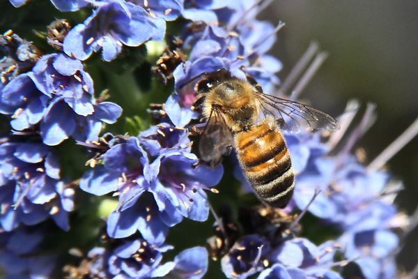 Honey Bee on Echeum...