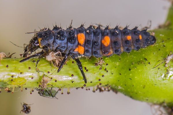 not sure what the aphid legs are for, a sign of ra...