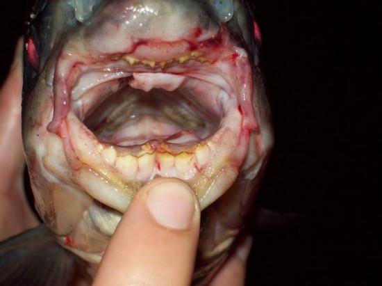 Pacu Or "Ball Cutter" Fish...