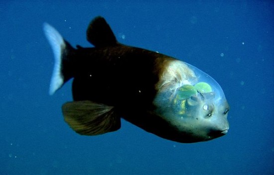 Pacific Barrel Eye Fish...