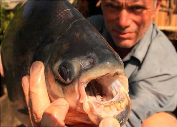 Pacu Or "Ball Cutter" Fish...