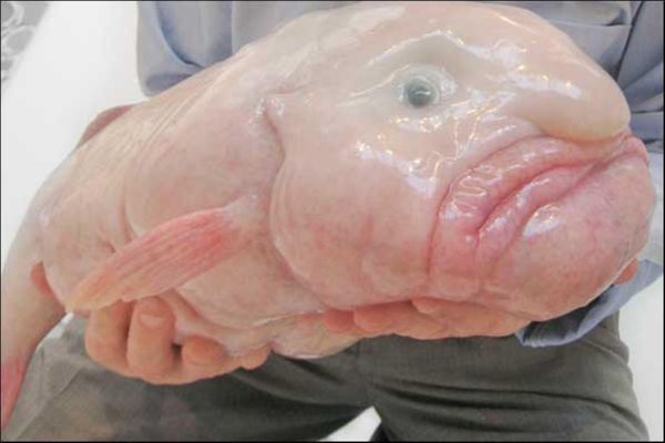 Blobfish...