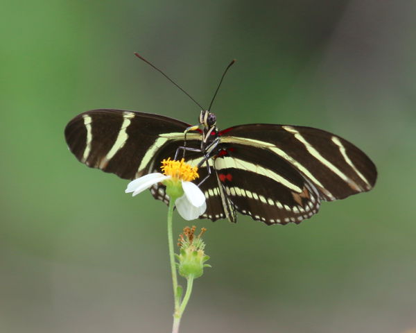 Zebra Longwing (State butterfly of Florida)...