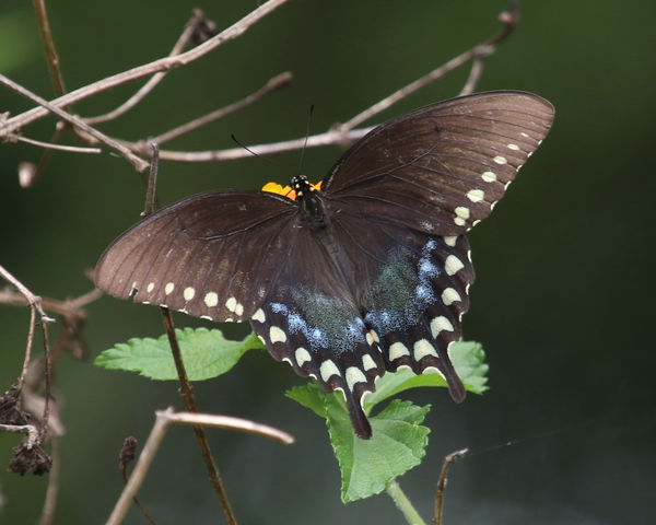 Spicebush Swallowtail...