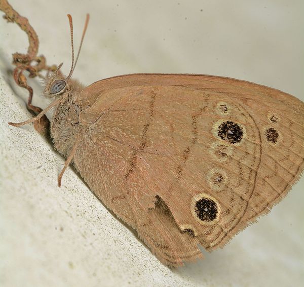 Carolina Satyr butterfly...