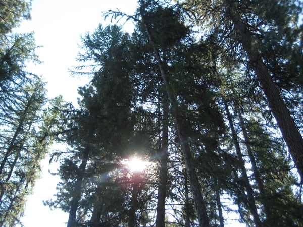 looking up at the trees in Montana...