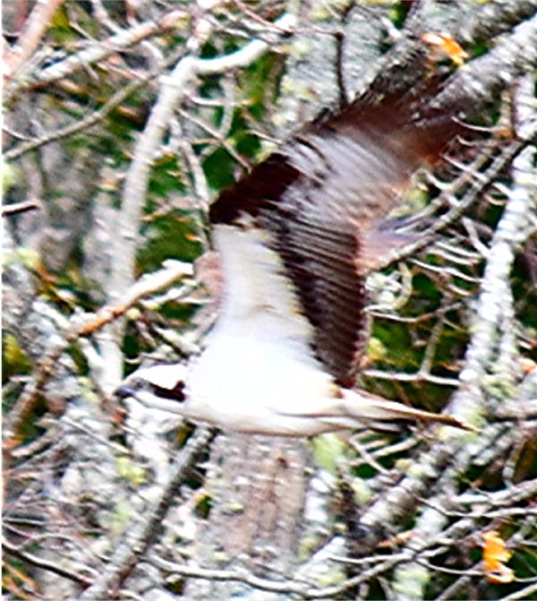 Osprey in flight, flying past tall trees....