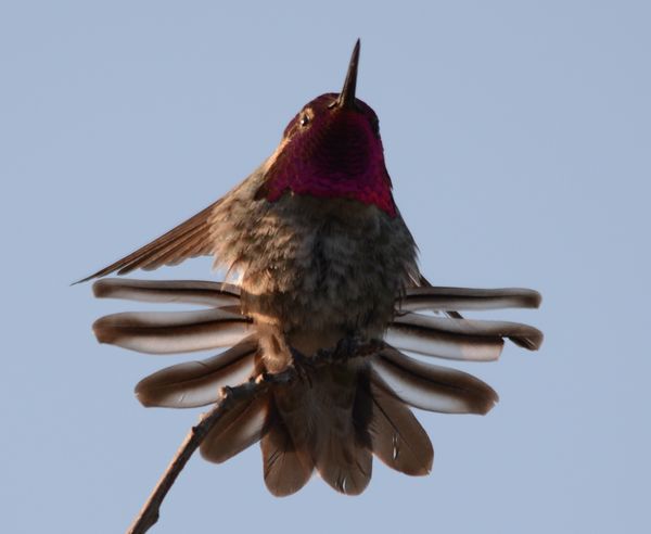 Annas Hummingbird...