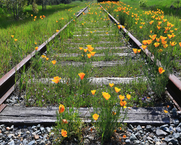 Poppies and Railroad Tracks...