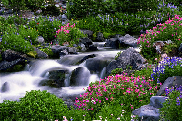 Paradise River Wildflowers (on Mt. Rainier)...