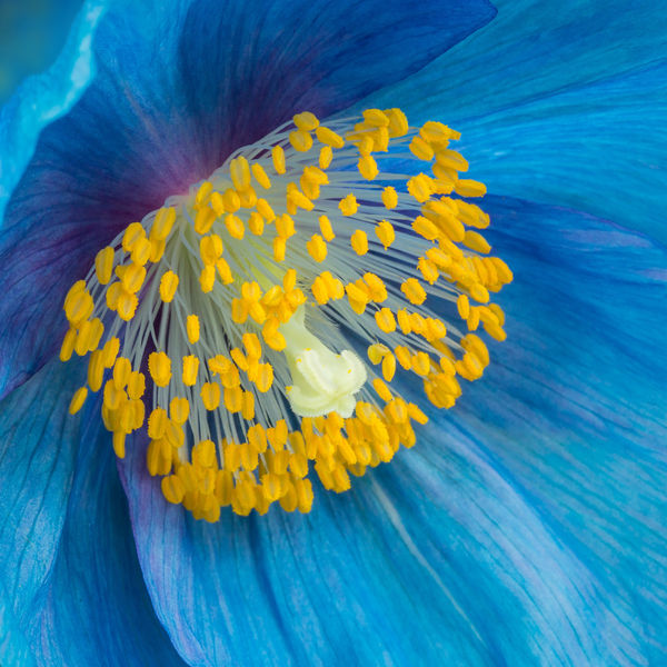 Blue Poppy - a Wildflower of the Himalayas...