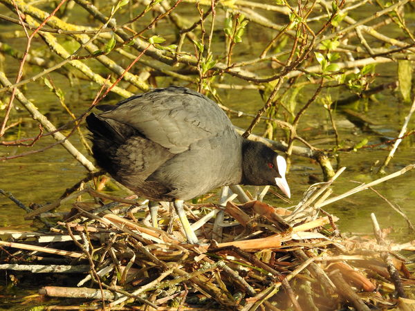 Getting a beady eye from the coot....