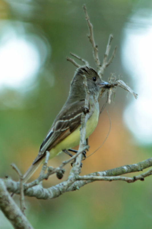 Is this a Great Crested Flycatcher?...