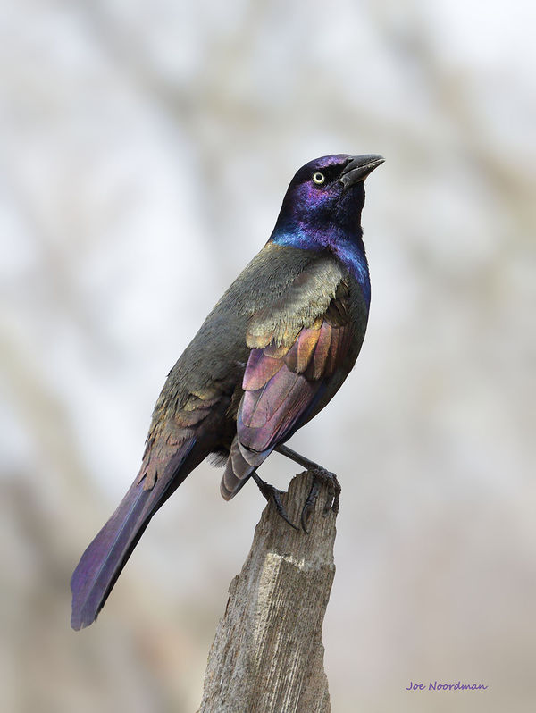 Common Grackle showing the variety of color in the...