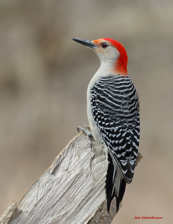 Red-bellied Woodpecker in a classical pose....