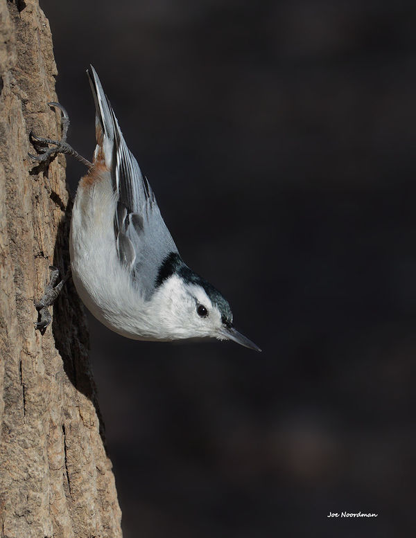White-breated Nuthatch also in a classical pose....