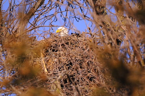 Back side of nest...