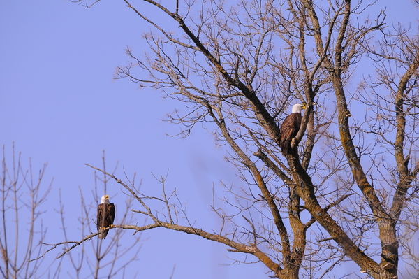 Both eagles in same tree at rest...