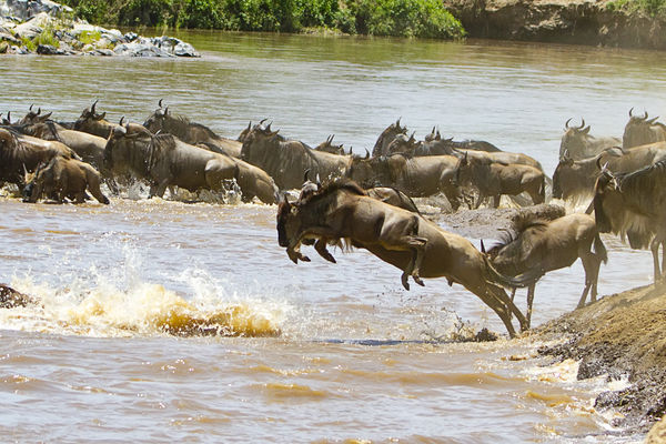 Wildebeest Migration...