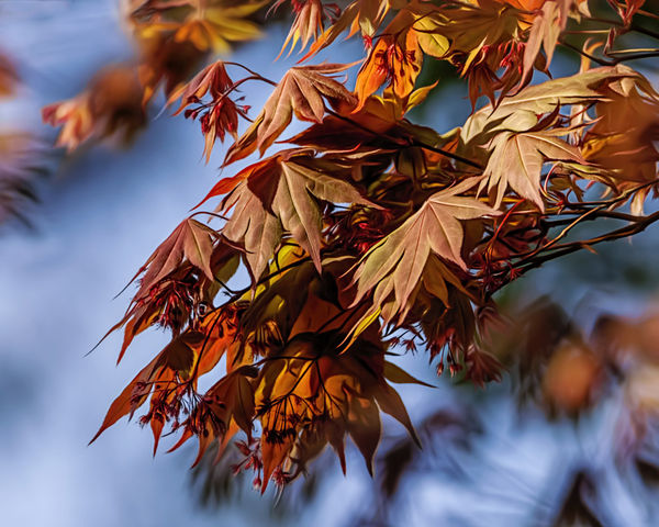Spring Leaves and blooms of Japanese Maple...