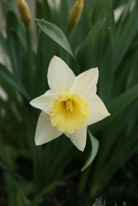 Daffodil 2...