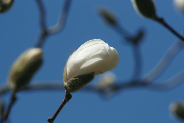 Magnolia Blossom...