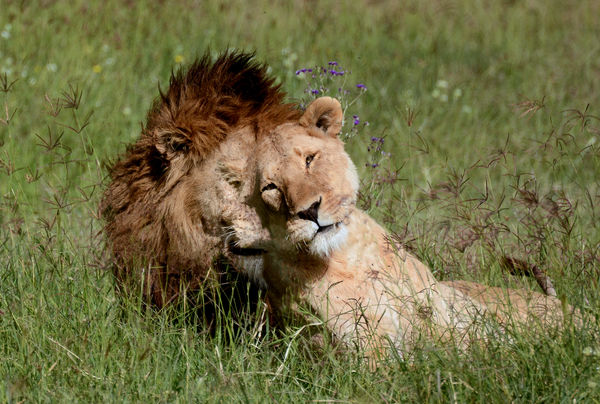 In Love in Ngorongoro...
